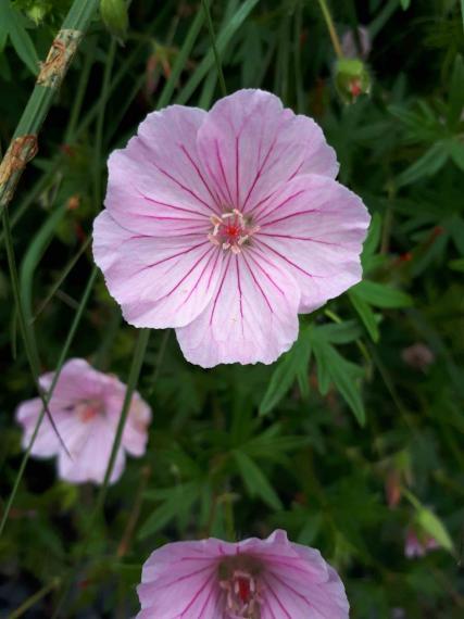 Image00006