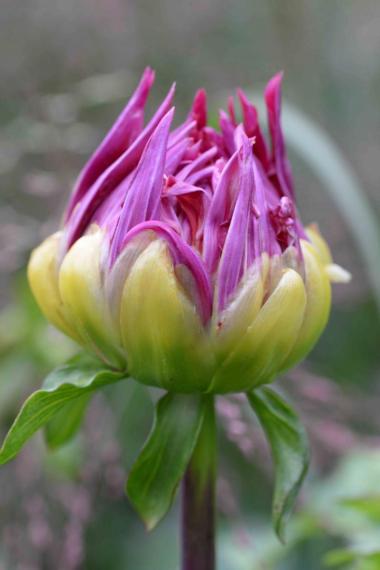 Image00031