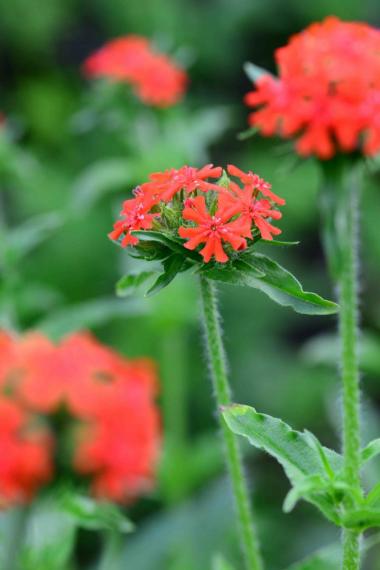 Image00040
