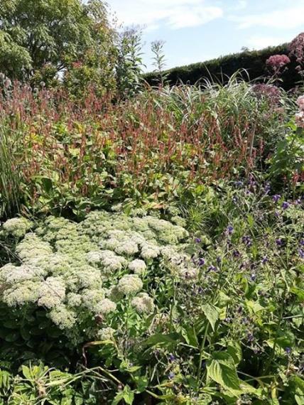 68834289_2437926079865998_5121526777088311296_n (Klein)