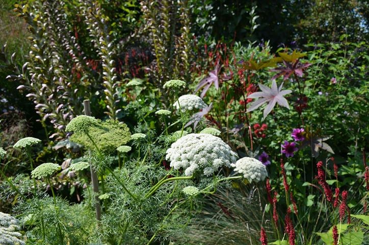 68949864_1225276381005743_6125110499286712320_n (Klein)