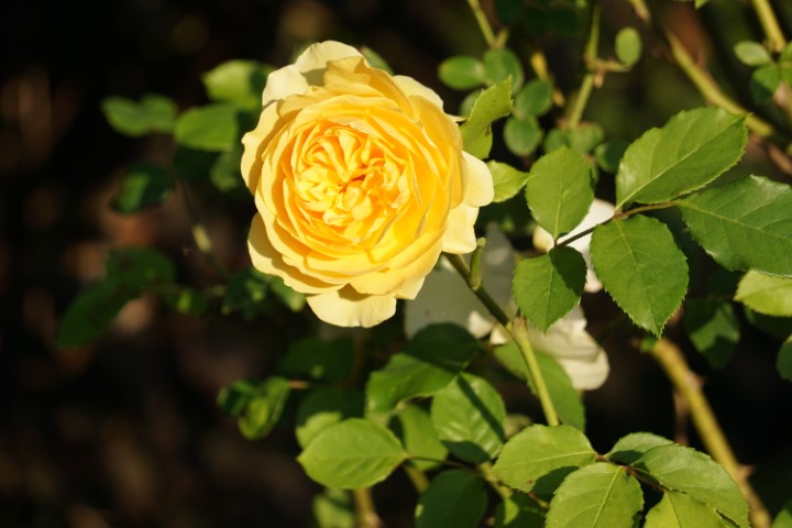 DSC09822 (Klein) - kopie