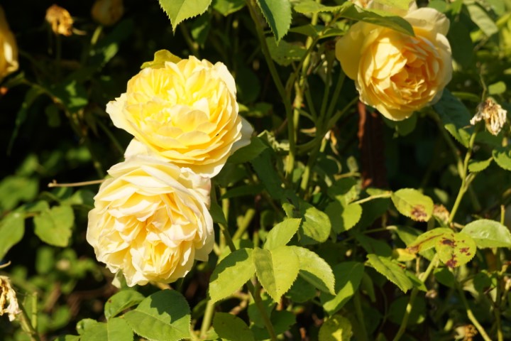 DSC09823 (Klein) - kopie