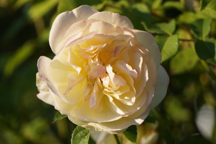 DSC09824 (Klein) - kopie