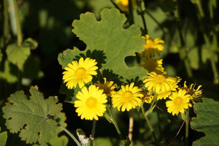 DSC09825 (Klein) - kopie