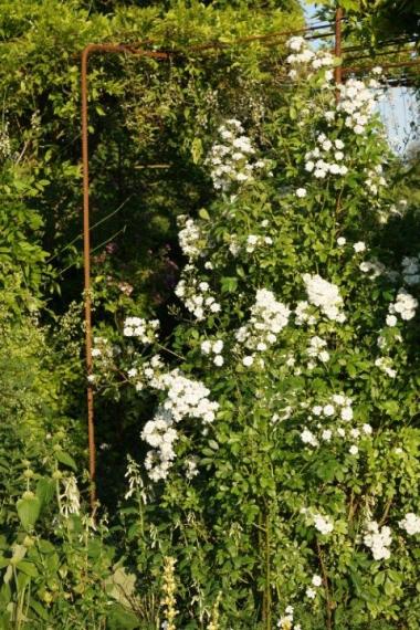 DSC09826 (Klein) - kopie