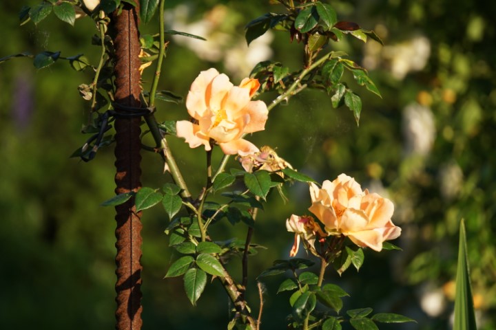 DSC09827 (Klein) - kopie