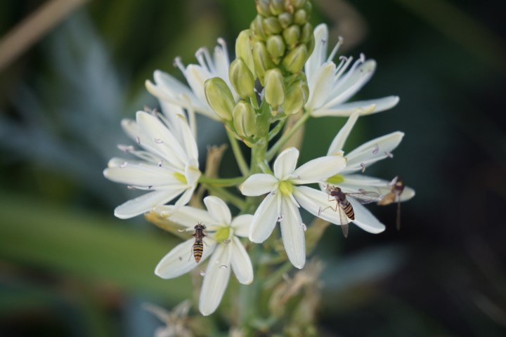 DSC09831 (Klein) - kopie