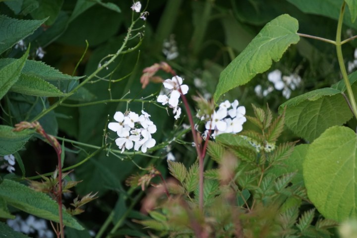 DSC09833 (Klein) - kopie