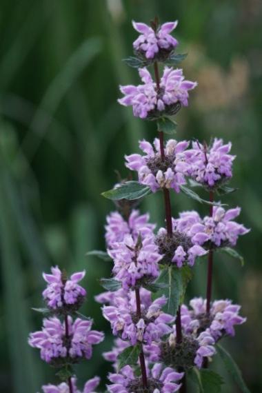 DSC09834 (Klein) - kopie