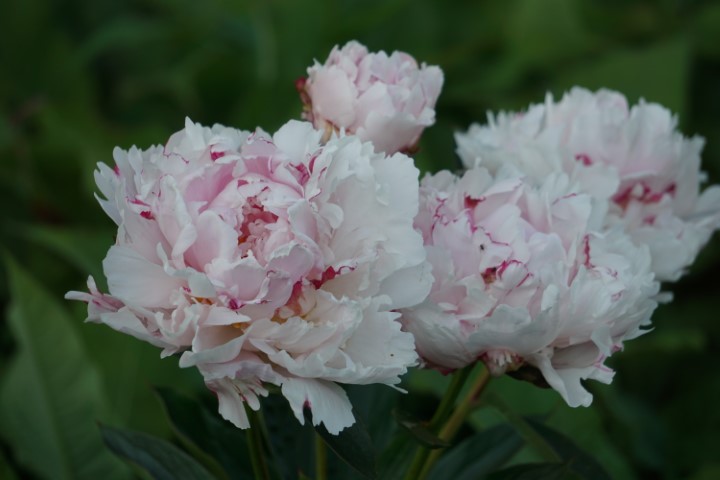 DSC09835 (Klein) - kopie