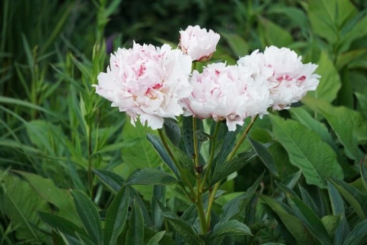 DSC09836 (Klein) - kopie