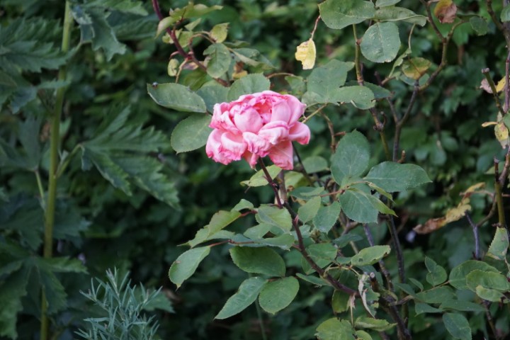 DSC09837 (Klein) - kopie