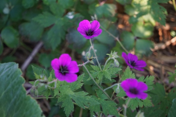 DSC09839 (Klein) - kopie