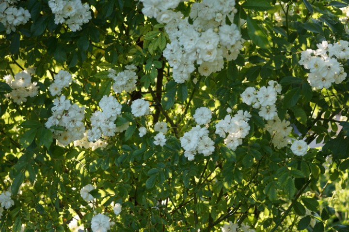 DSC09840 (Klein) - kopie