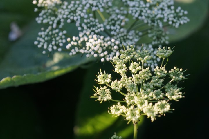 DSC09845 (Klein) - kopie