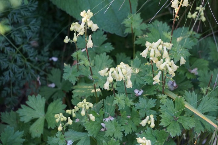 DSC09846 (Klein) - kopie