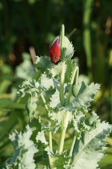 DSC09855 (Klein) - kopie