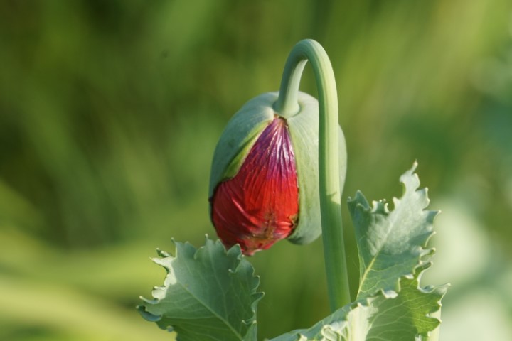 DSC09856 (Klein) - kopie