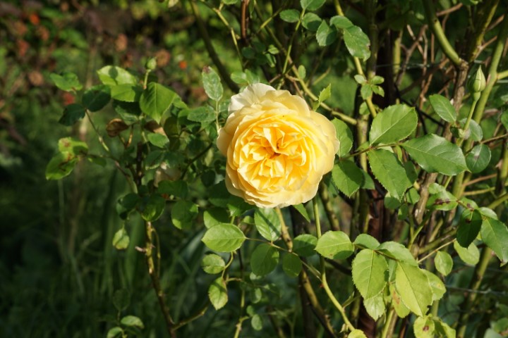 DSC09857 (Klein) - kopie