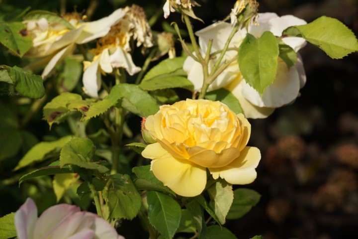 DSC09858 (Klein) - kopie