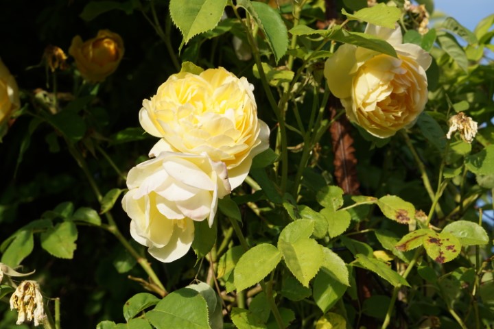 DSC09859 (Klein) - kopie