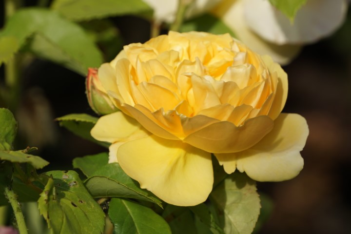 DSC09860 (Klein) - kopie