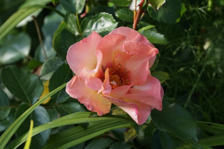 DSC09861 (Klein) - kopie