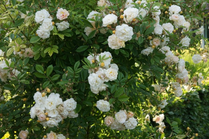 DSC09862 (Klein) - kopie