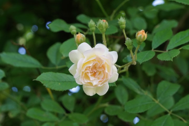 DSC09863 (Klein) - kopie