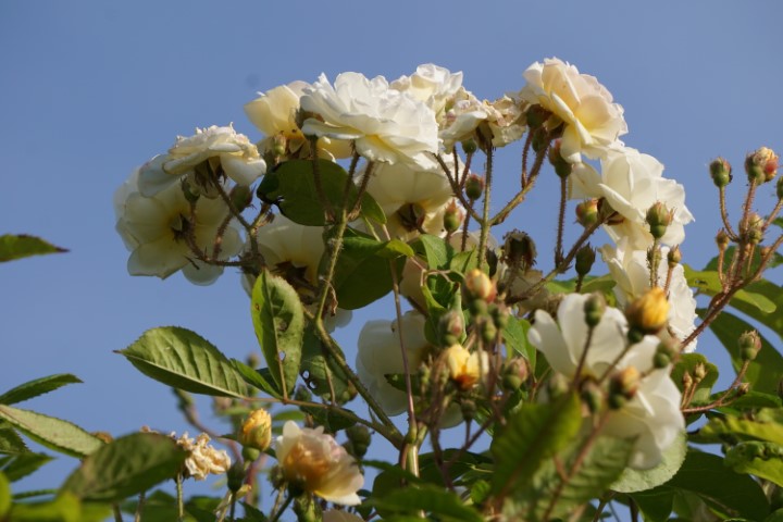 DSC09864 (Klein) - kopie