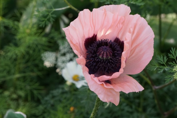 DSC09865 (Klein) - kopie